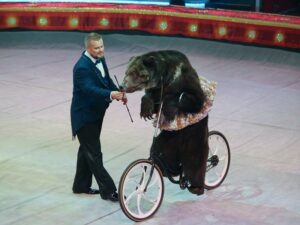 Цирковой медведь фото
